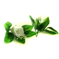 Róża w pąku - główka z liściem White